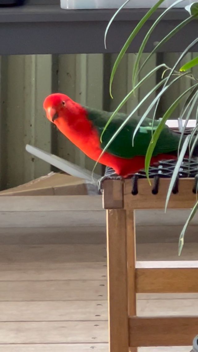 (Sound on) To all those guests we’ve told the story to, amazing birds in our backyard. this is for you. Zoo visit not required to see beauties like this king parrot😀 ....#australia #sydney #nature #birds #parrots #kingparrot #travel #wanderlust #sydneylife #yoursydneyguide #wildlife #letsgo #travelphoto #instapassport #mytravelgram